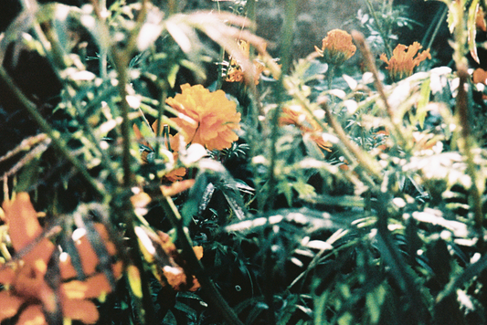 Collection 030.25: A Letter From Katie